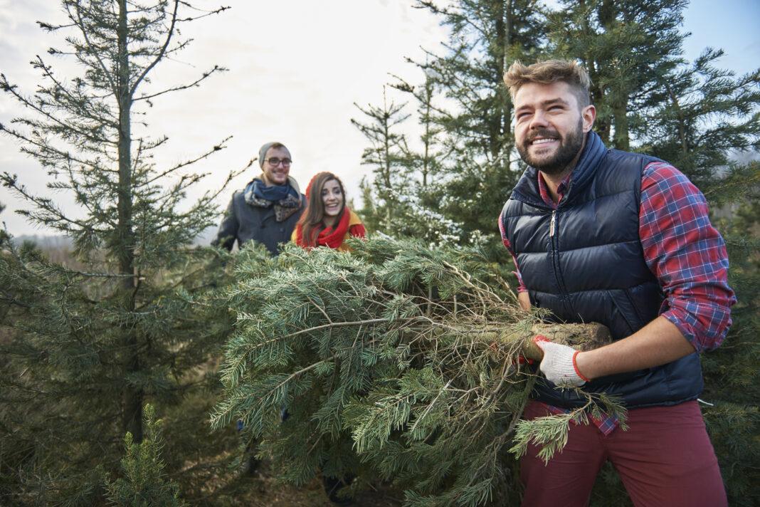 Choinka z lasu to gwarancja świeżości i niższej ceny! / fot. Adobe Stock